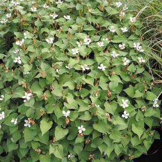 plantes-vivaces-houttuynia-cordata-poivrier-de-chine-en-vente-pepiniere-lepage-