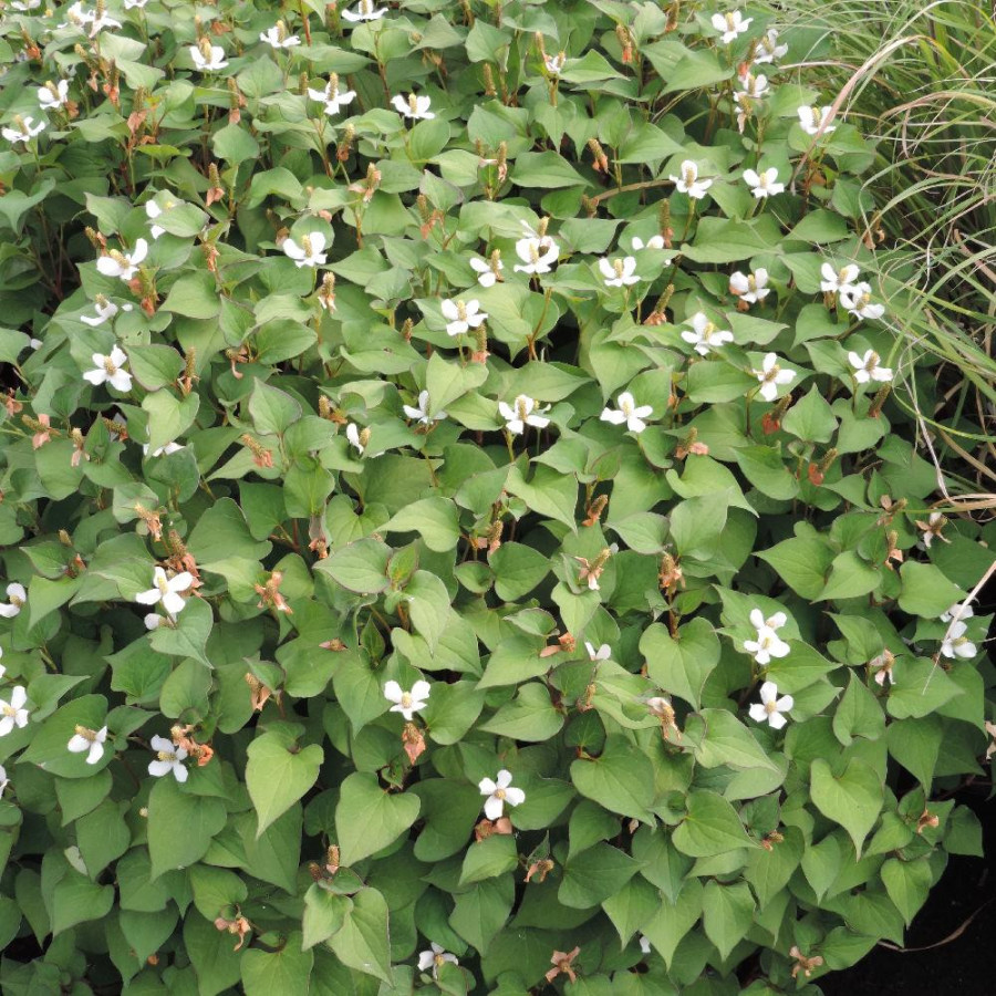 plantes-vivaces-houttuynia-cordata-poivrier-de-chine-en-vente-pepiniere-lepage-