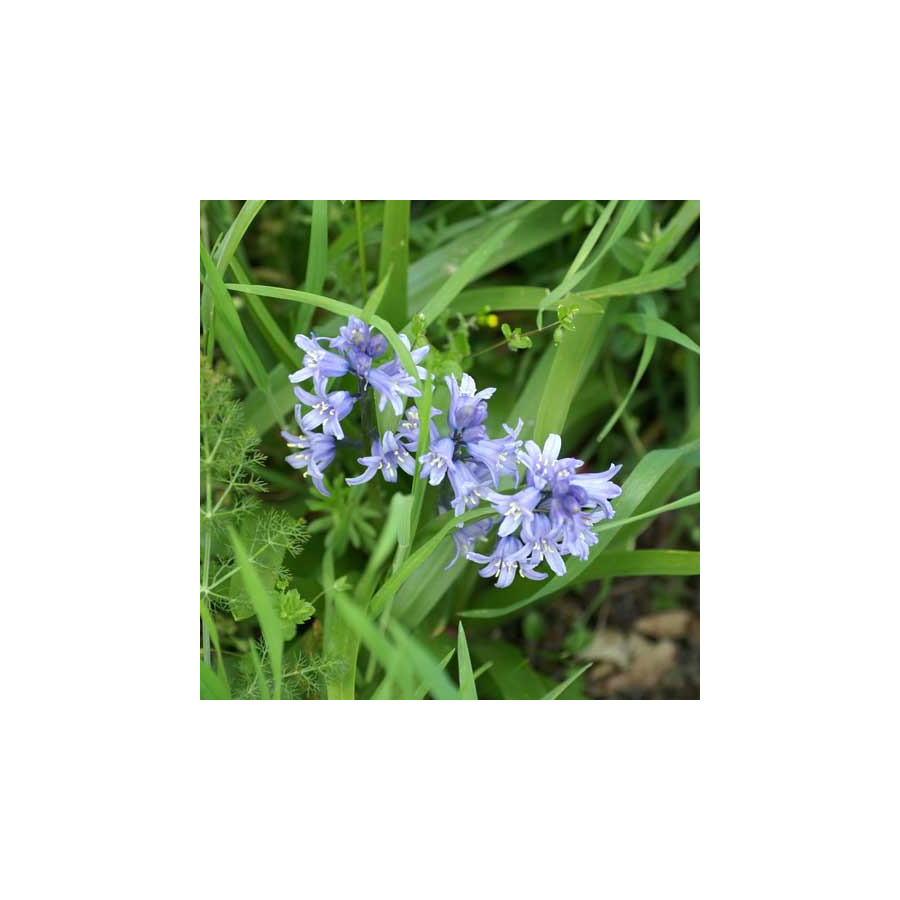 plantes-vivaces-hyacinthoides-non-scripta-jacinthe-des-bois-en-vente-pepiniere-lepage-