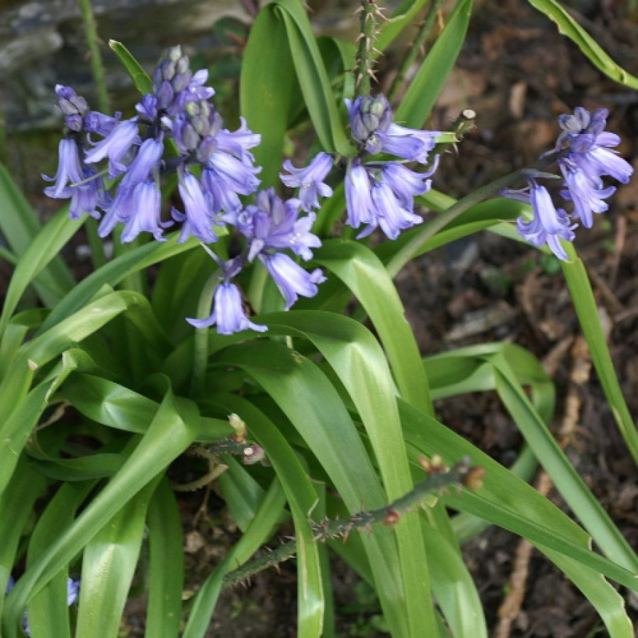 plantes-vivaces-hyacinthoides-non-scripta-jacinthe-des-bois-en-vente-pepiniere-lepage-