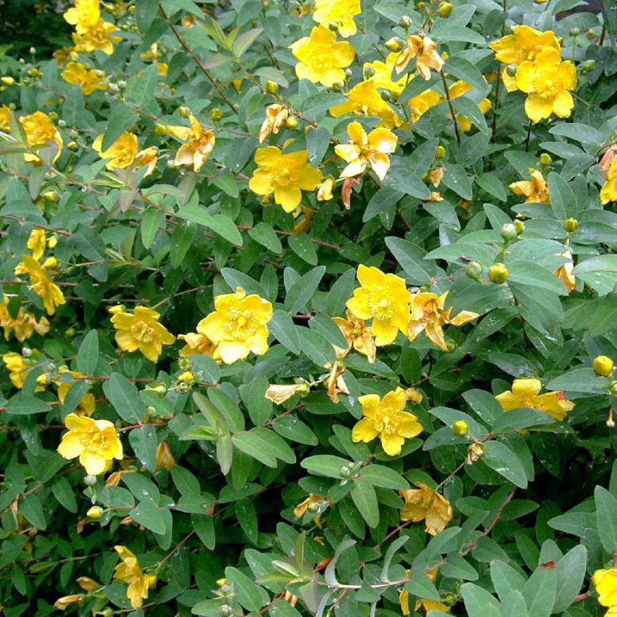 HYPERICUM 'Hidcote'