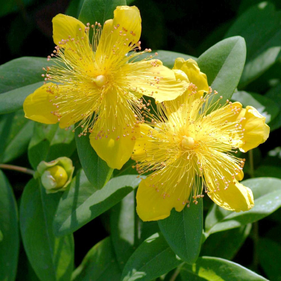 plantes-vivaces-hypericum-calycinum-millepertuis-en-vente-pepiniere-lepage-