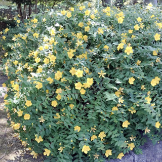 plantes-vivaces-hypericum-calycinum-millepertuis-en-vente-pepiniere-lepage-