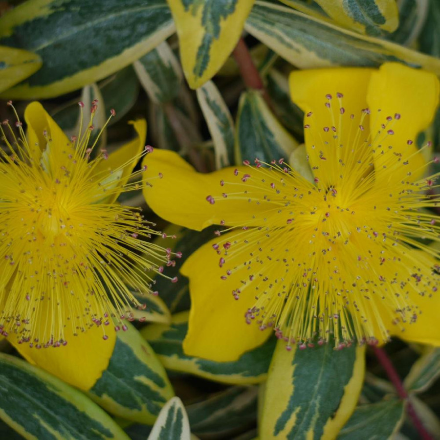 HYPERICUM calycinum 'Carnival' ®