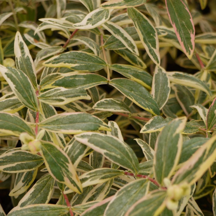 HYPERICUM calycinum 'Carnival' ®