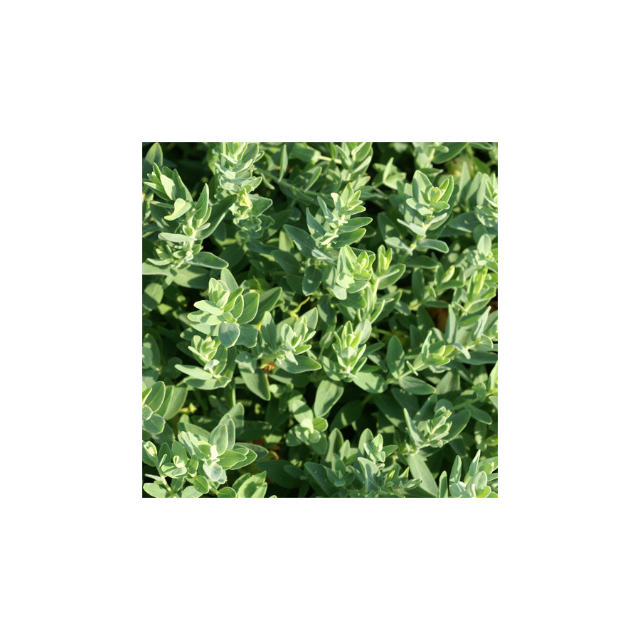 Plantes Vivaces HYPERICUM cerastioides - Millepertuis en vente - Pépinière Lepage .