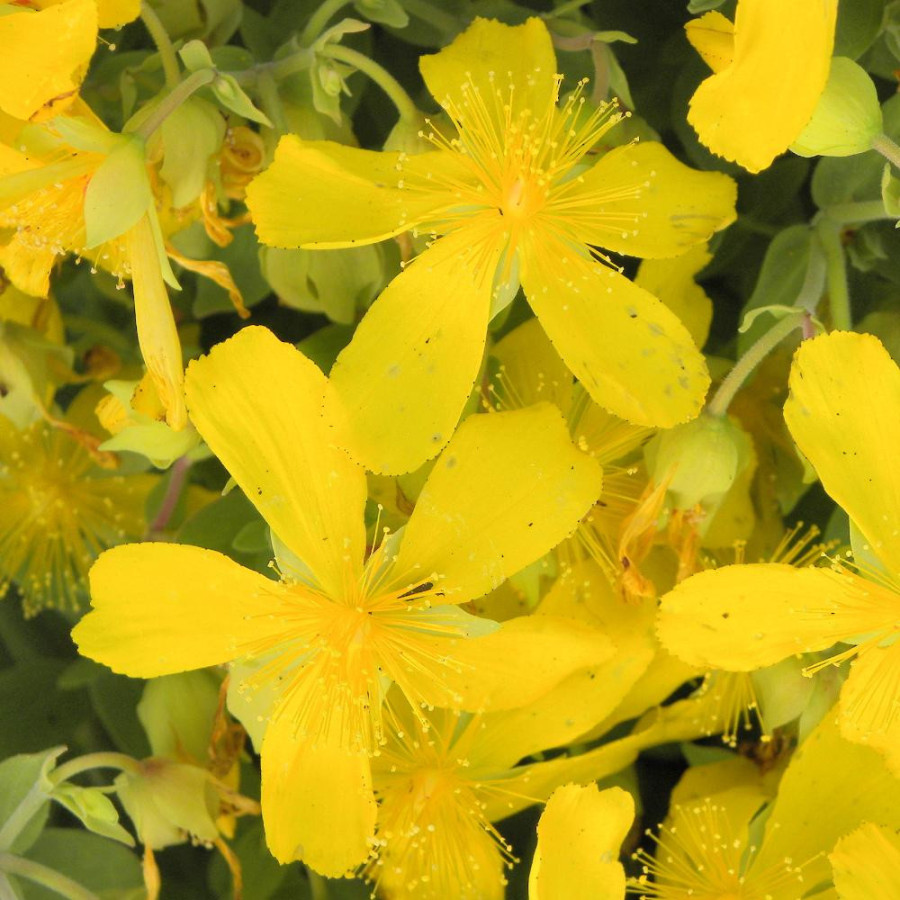 Plantes Vivaces HYPERICUM cerastioides - Millepertuis en vente - Pépinière Lepage .