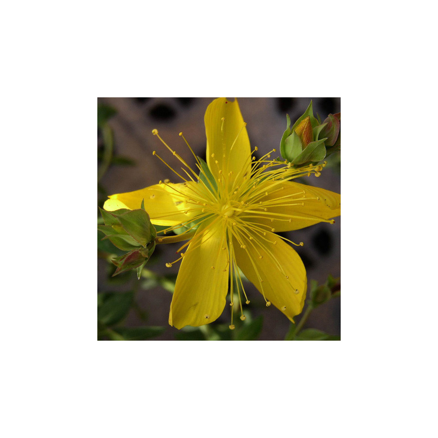 Plantes Vivaces HYPERICUM olympicum  - Millepertuis de l'Olympe en vente - Pépinière Lepage .