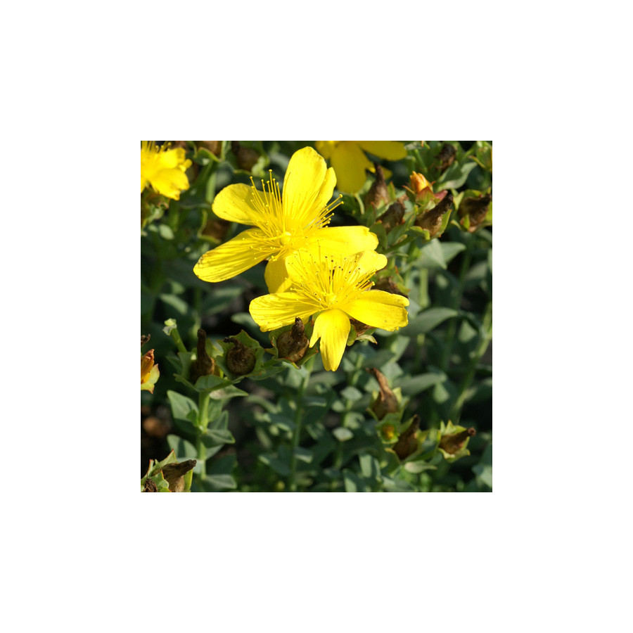 Plantes Vivaces HYPERICUM olympicum  - Millepertuis de l'Olympe en vente - Pépinière Lepage .