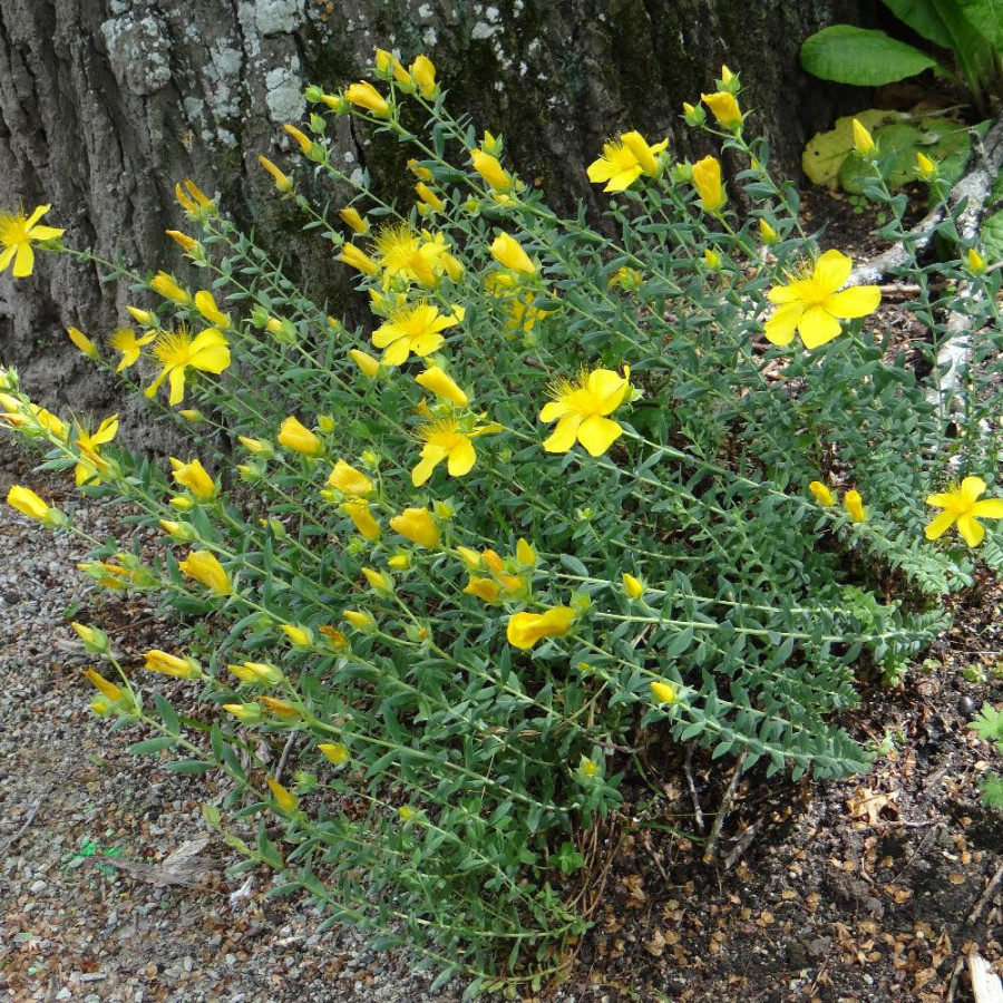 Plantes Vivaces HYPERICUM olympicum  - Millepertuis de l'Olympe en vente - Pépinière Lepage .