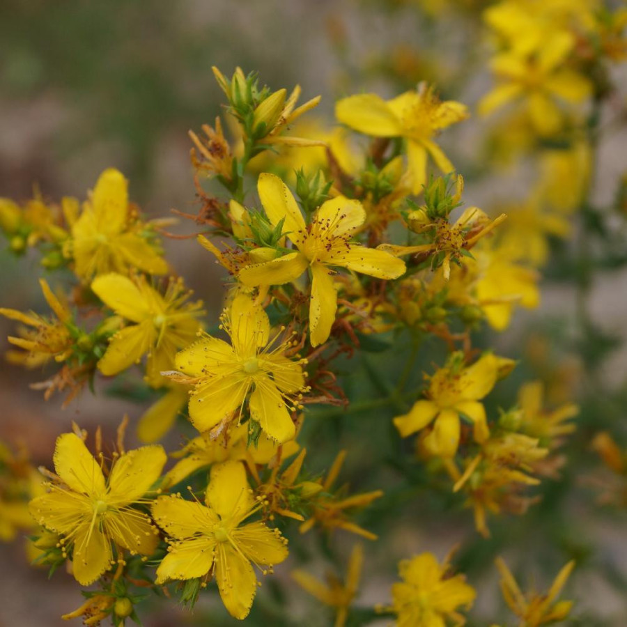 Plantes Vivaces HYPERICUM perforatum - Millepertuis commun en vente - Herbe à mille trous en vente - Pépinière Lepage .
