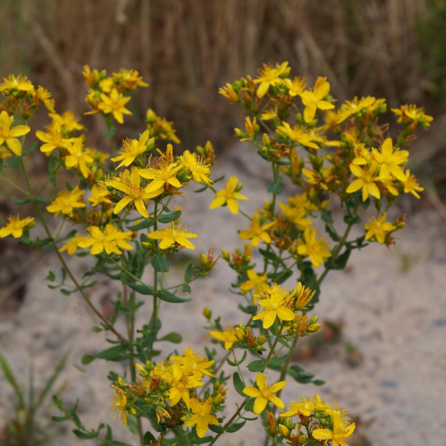 Plantes Vivaces HYPERICUM perforatum - Millepertuis commun en vente - Herbe à mille trous en vente - Pépinière Lepage .