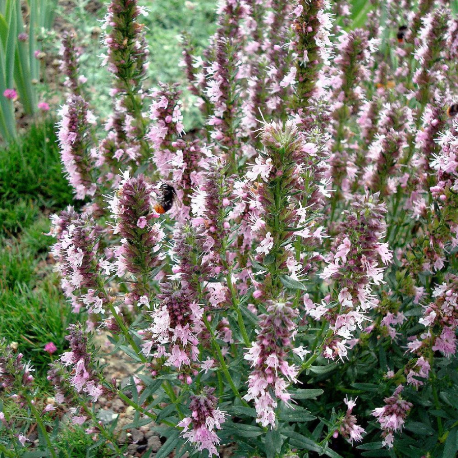 HYSSOPUS officinalis 'Roseus'