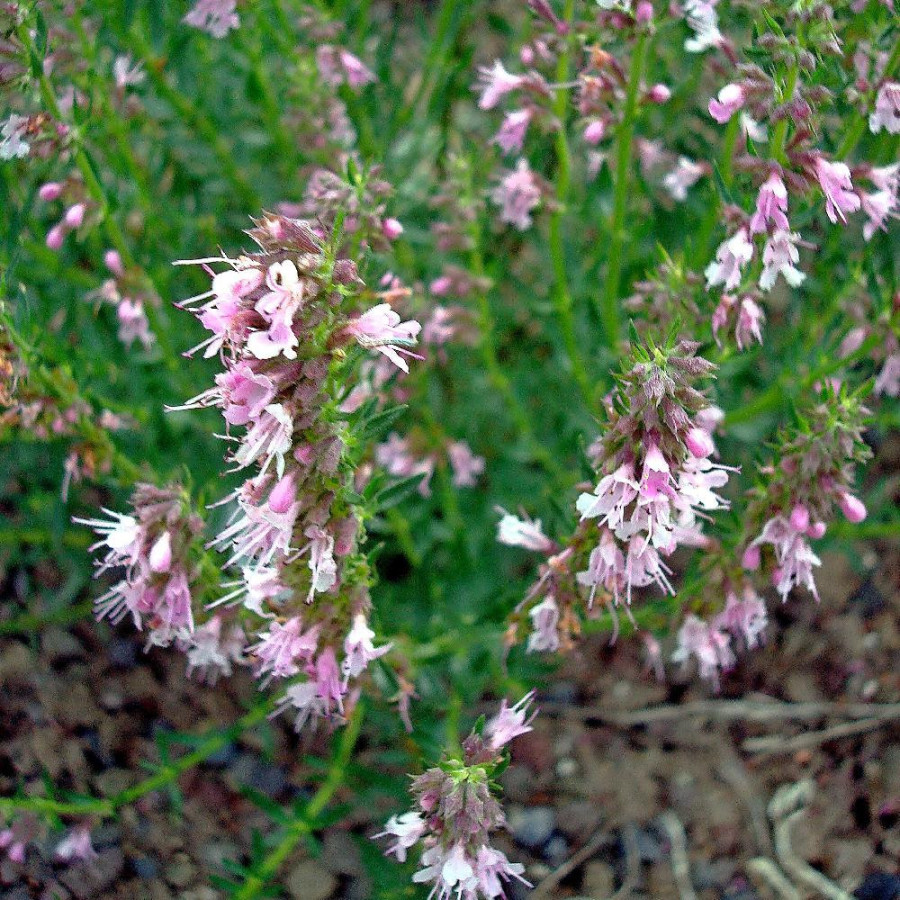 HYSSOPUS officinalis 'Roseus'
