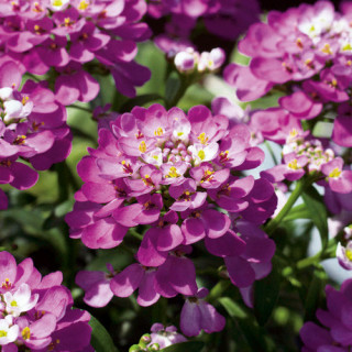 plantes-vivaces-iberis-absolutely-amethyst-thlaspi-vivace-en-vente-pepiniere-lepage-