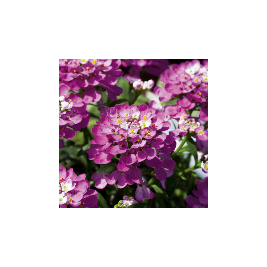 Plantes Vivaces IBERIS 'Absolutely Amethyst' - Thlaspi vivace en vente - Pépinière Lepage .