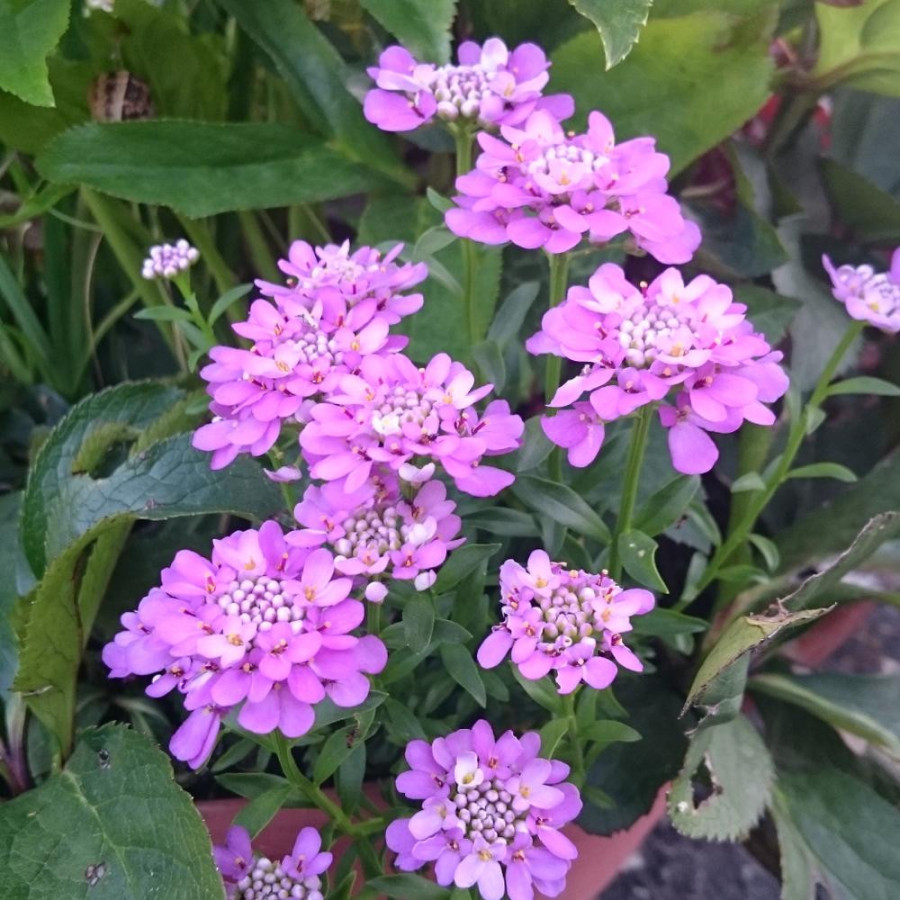 Plantes Vivaces IBERIS 'Absolutely Amethyst' - Thlaspi vivace en vente - Pépinière Lepage .