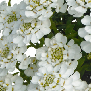 plantes-vivaces-iberis-candy-ice-thlaspi-vivace-en-vente-pepiniere-lepage-