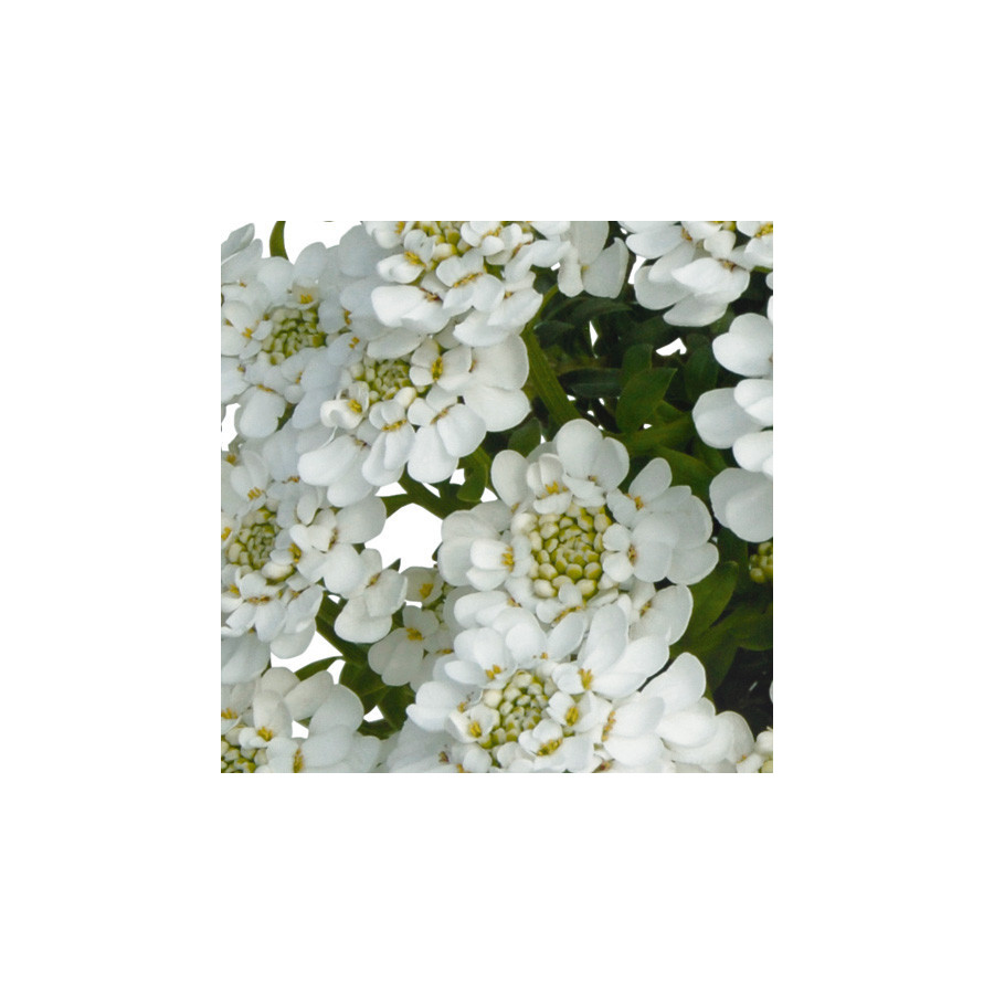 Plantes Vivaces IBERIS 'Candy Ice' - Thlaspi vivace en vente - Pépinière Lepage .