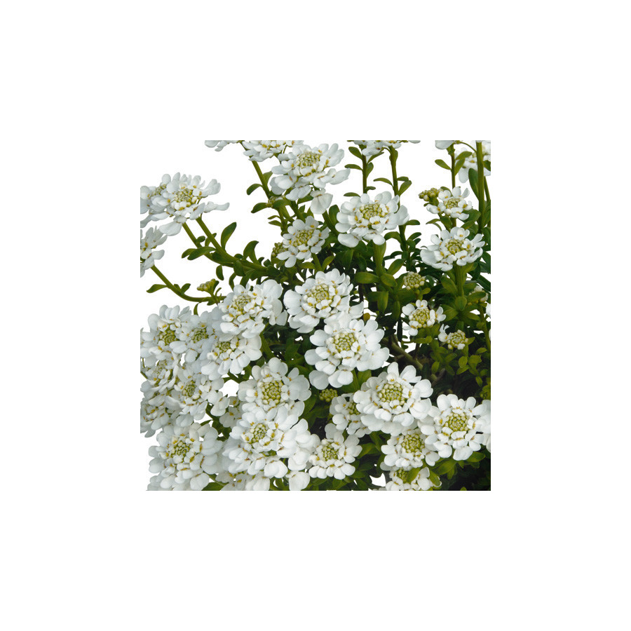 Plantes Vivaces IBERIS 'Candy Ice' - Thlaspi vivace en vente - Pépinière Lepage .