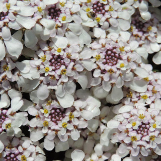 plantes-vivaces-iberis-sempervirens-pink-ice-thlaspi-vivace-en-vente-pepiniere-lepage-