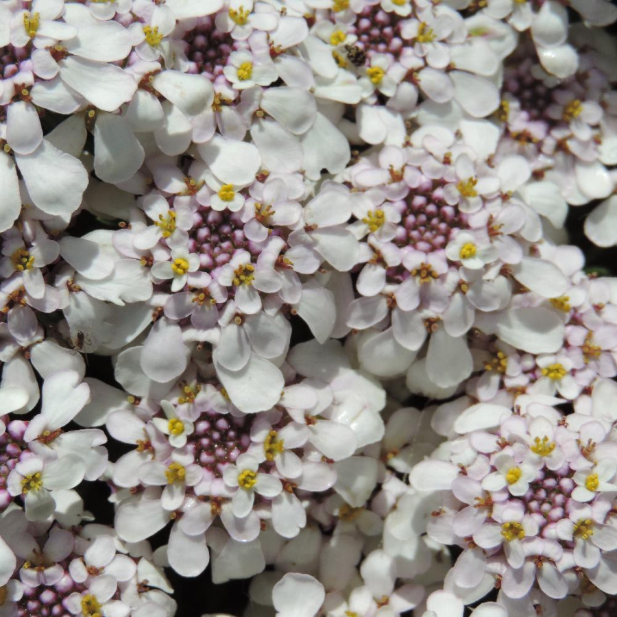 Plantes Vivaces IBERIS sempervirens 'Pink Ice' - Thlaspi vivace en vente - Pépinière Lepage .