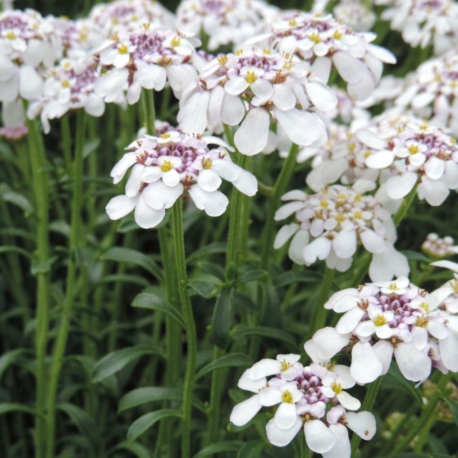 Plantes Vivaces IBERIS sempervirens 'Pink Ice' - Thlaspi vivace en vente - Pépinière Lepage .
