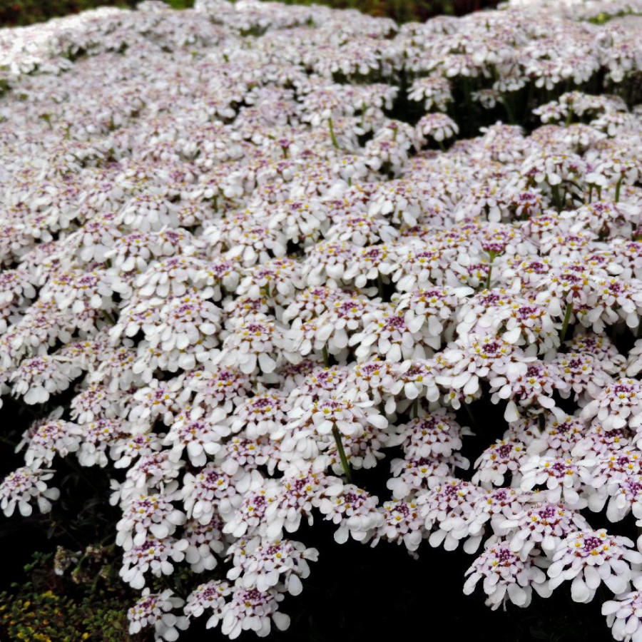 Plantes Vivaces IBERIS sempervirens 'Pink Ice' - Thlaspi vivace en vente - Pépinière Lepage .