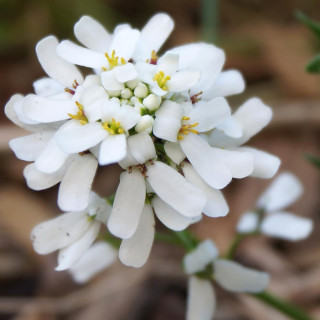 plantes-vivaces-iberis-sempervirens-snow-cushion-thlaspi-vivace-en-vente-pepiniere-lepage-