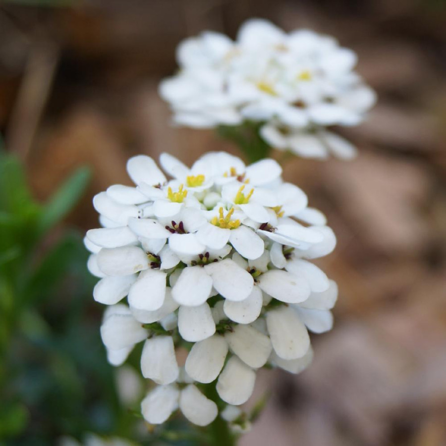 Plantes Vivaces IBERIS sempervirens 'Snow Cushion' - Thlaspi vivace en vente - Pépinière Lepage .