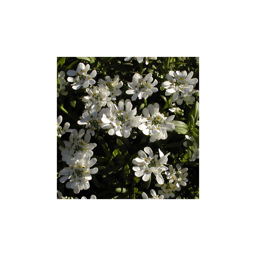 plantes-vivaces-iberis-sempervirens-snowflake-thlaspi-vivace-en-vente-pepiniere-lepage-