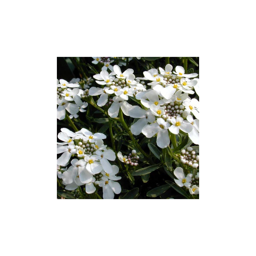 Plantes Vivaces IBERIS sempervirens 'Weisser Zwerg' - Thlaspi vivace en vente - Pépinière Lepage .