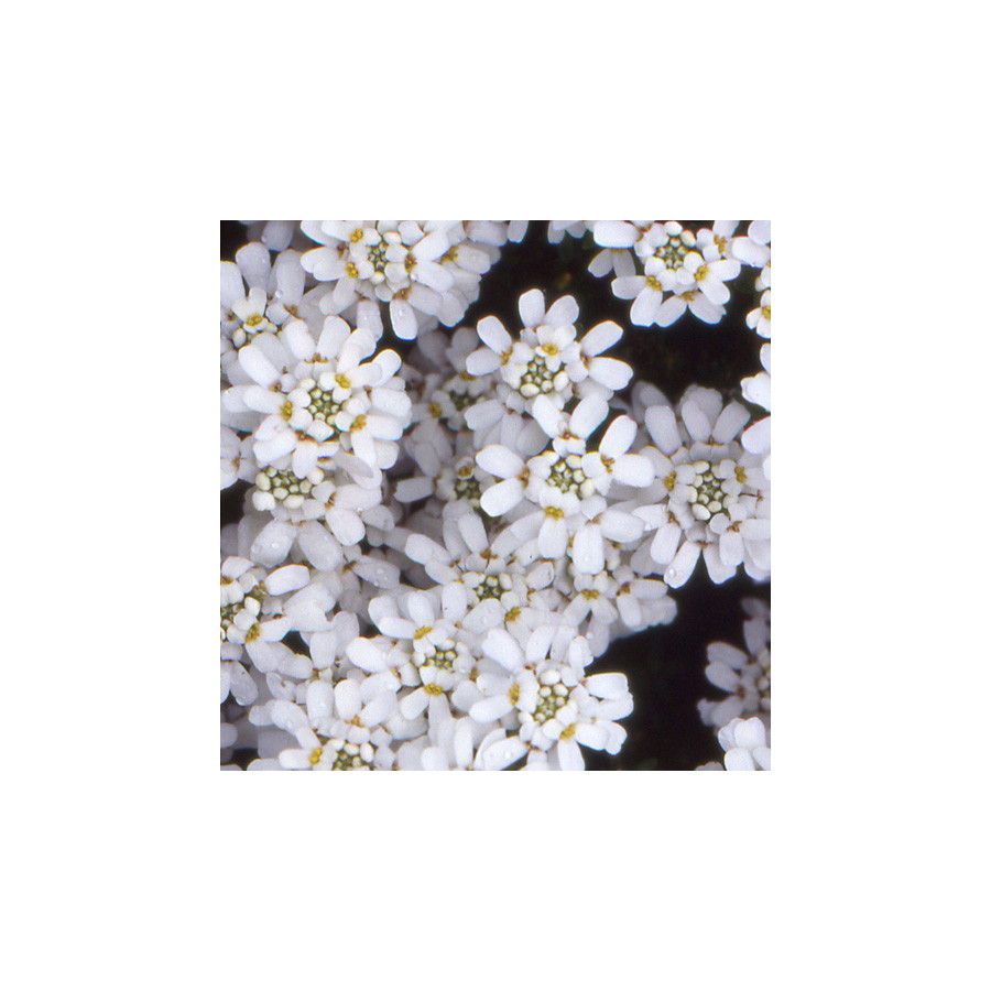 Plantes Vivaces IBERIS sempervirens 'Weisser Zwerg' - Thlaspi vivace en vente - Pépinière Lepage .