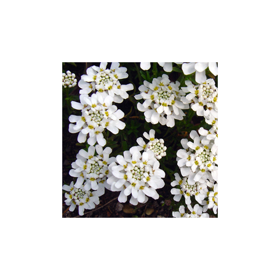 Plantes Vivaces IBERIS sempervirens 'Weisser Zwerg' - Thlaspi vivace en vente - Pépinière Lepage .