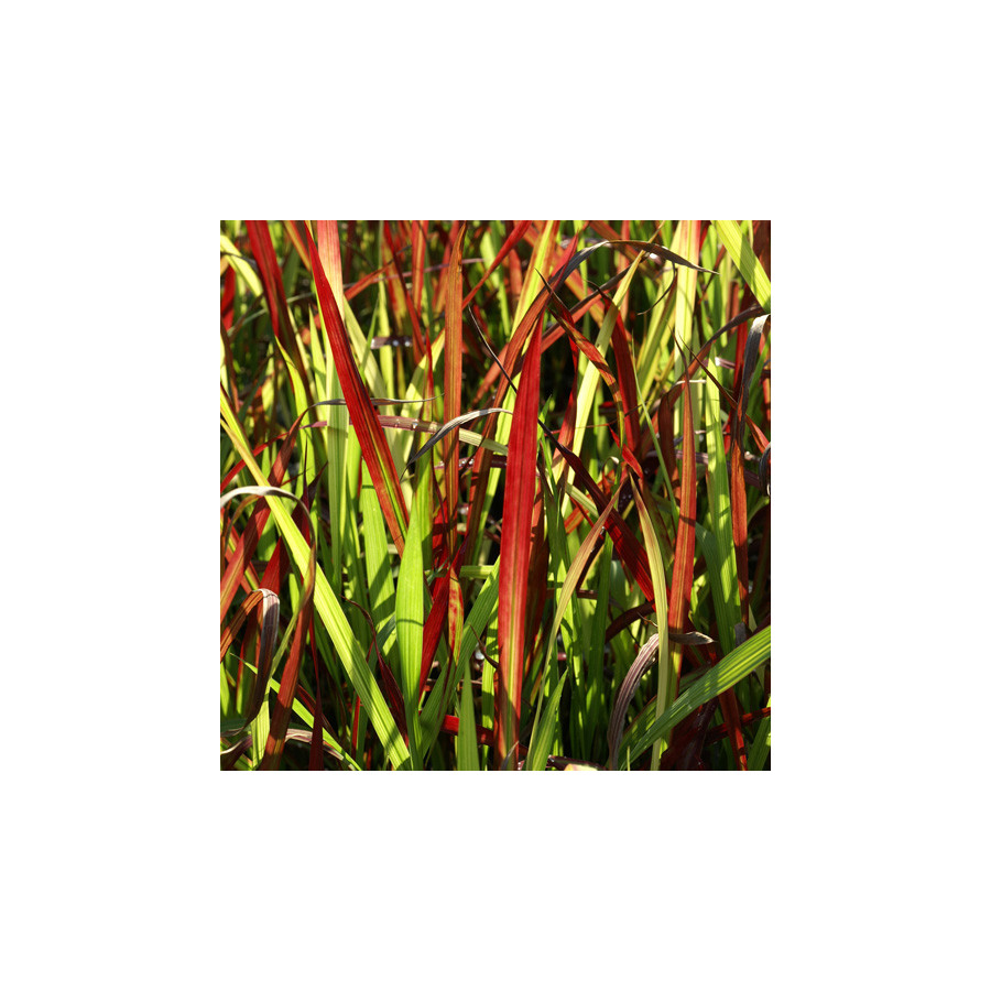 plantes-vivaces-imperata-cylindrica-red-baron-imperate-cylindrique-en-vente-herbe-sanglante-du-japon-en-vente-pepiniere-lepage-