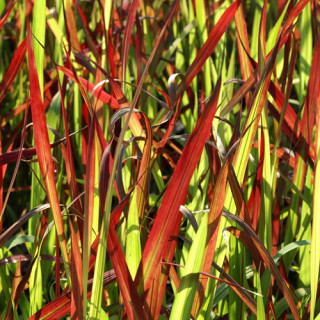 plantes-vivaces-imperata-cylindrica-red-baron-imperate-cylindrique-en-vente-herbe-sanglante-du-japon-en-vente-pepiniere-lepage-