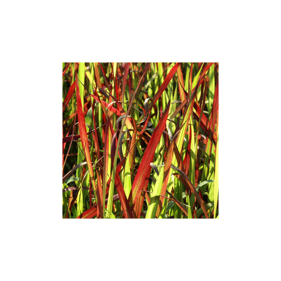 plantes-vivaces-imperata-cylindrica-red-baron-imperate-cylindrique-en-vente-herbe-sanglante-du-japon-en-vente-pepiniere-lepage-