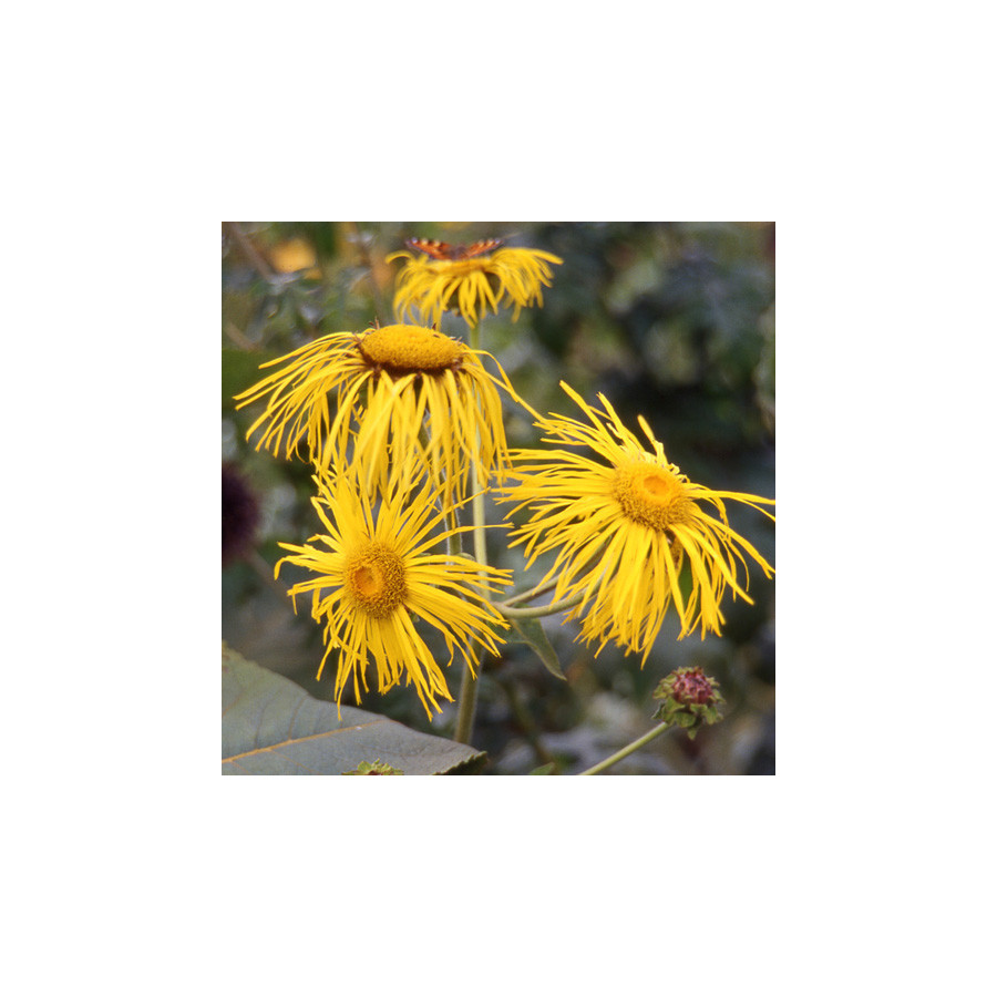 Plantes Vivaces INULA magnifica - Aunée en vente - Pépinière Lepage .
