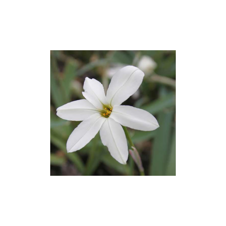 Plantes Vivaces IPHEION 'Alberto Castillo' en vente - Pépinière Lepage .