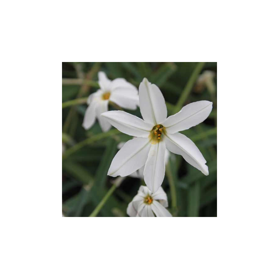 Plantes Vivaces IPHEION 'Alberto Castillo' en vente - Pépinière Lepage .