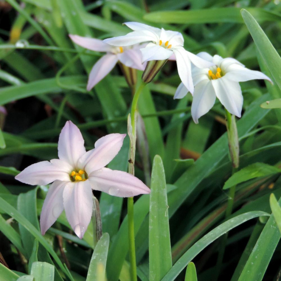 Plantes Vivaces IPHEION 'Tessa'® - Etoile de Printemps  en vente - Pépinière Lepage .
