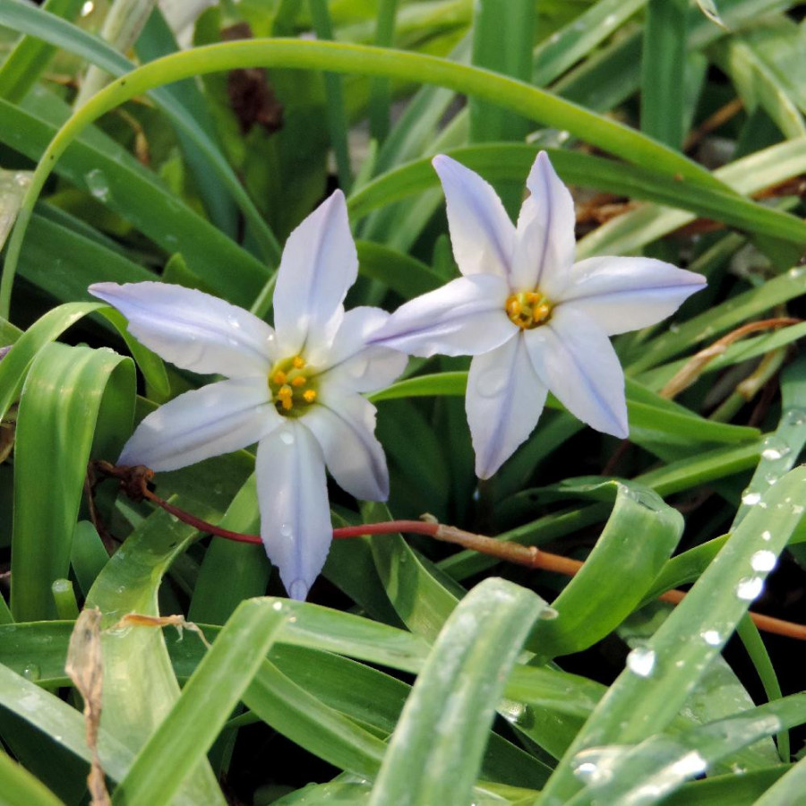 Plantes Vivaces IPHEION uniflorum - Etoile de printemps en vente - Pépinière Lepage .