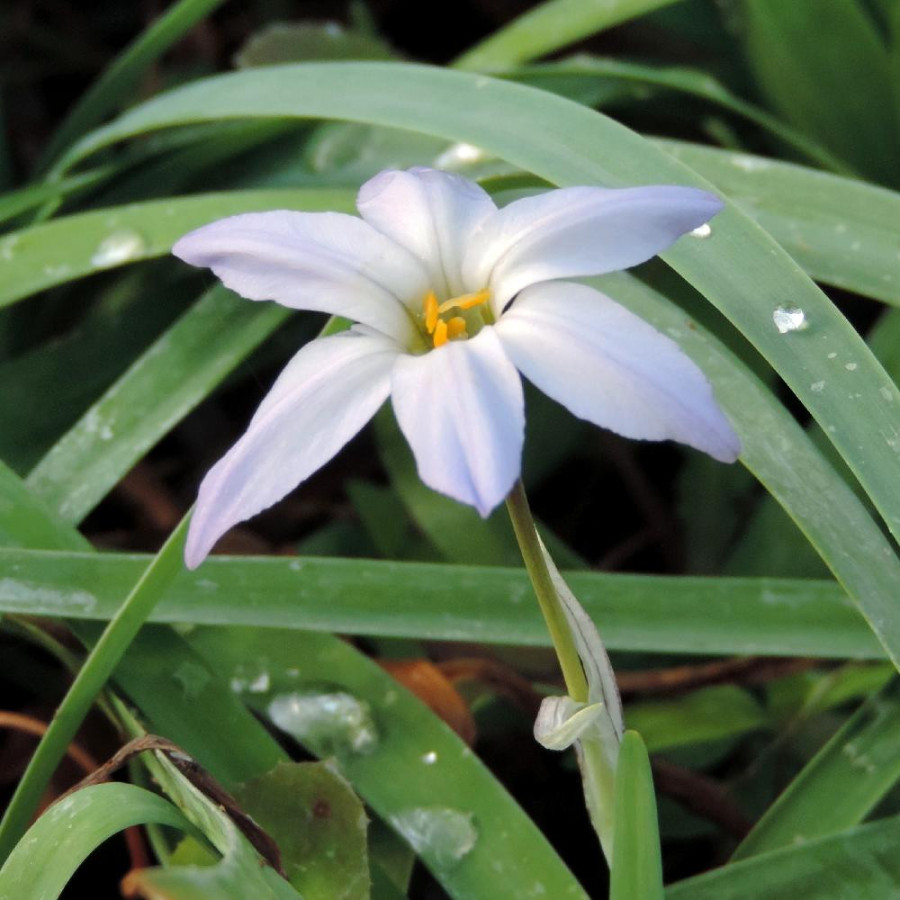 Plantes Vivaces IPHEION uniflorum - Etoile de printemps en vente - Pépinière Lepage .