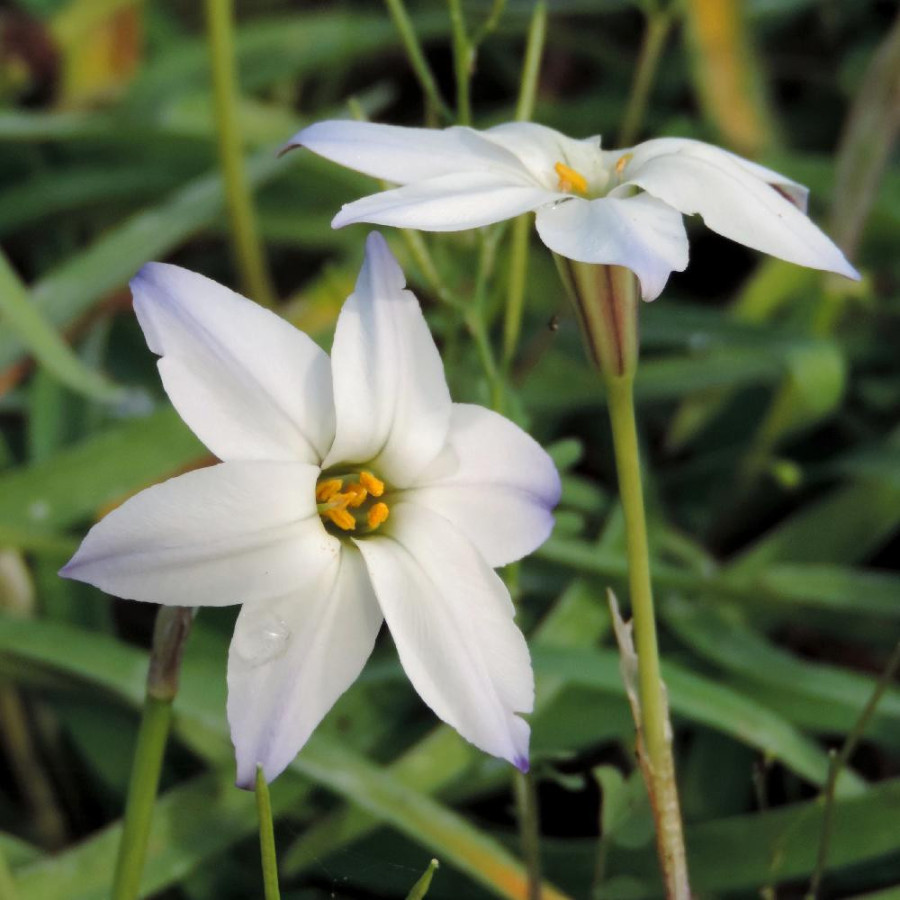 Plantes Vivaces IPHEION uniflorum 'Album' en vente - Pépinière Lepage .