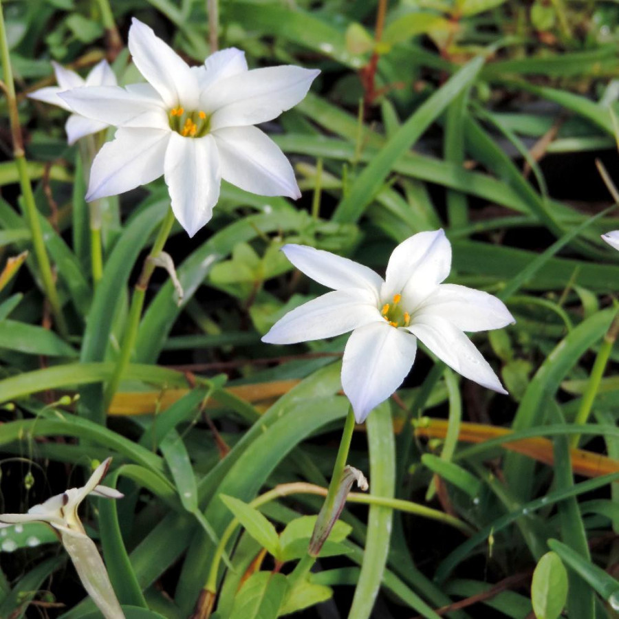 Plantes Vivaces IPHEION uniflorum 'Album' en vente - Pépinière Lepage .