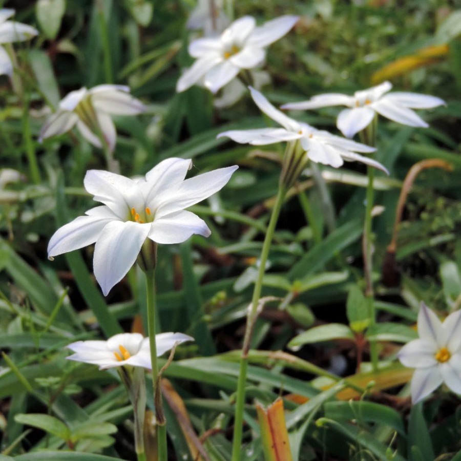 Plantes Vivaces IPHEION uniflorum 'Album' en vente - Pépinière Lepage .