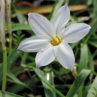 Plantes Vivaces IPHEION uniflorum 'Album' en vente - Pépinière Lepage .