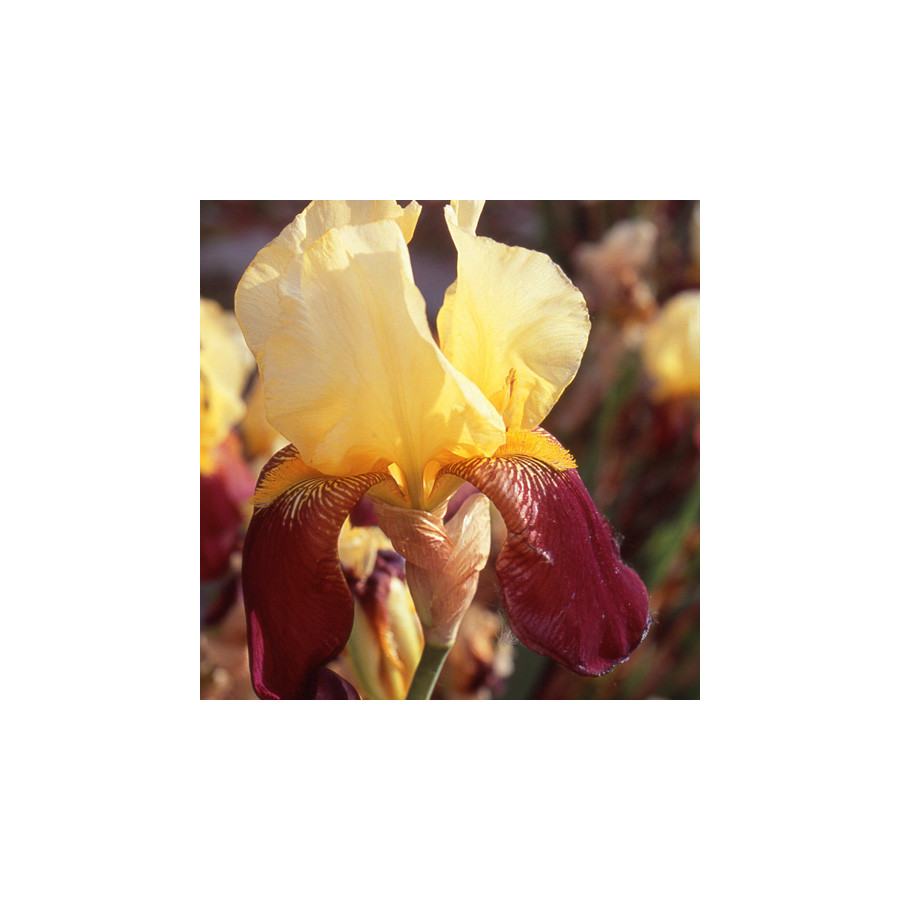 plantes-vivaces-iris-b-e-accent-variegata-iris-des-jardins-en-vente-iris-barbus-en-vente-pepiniere-lepage-