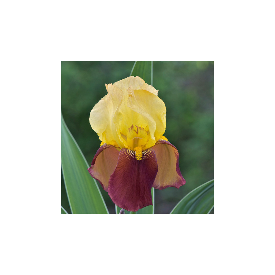plantes-vivaces-iris-b-e-accent-variegata-iris-des-jardins-en-vente-iris-barbus-en-vente-pepiniere-lepage-