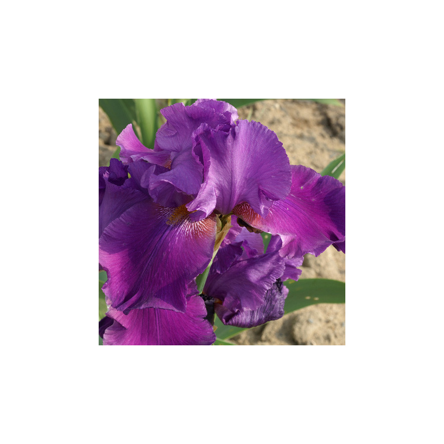 Plantes Vivaces IRIS b-e 'Ambroise' - Iris des Jardins en vente - Iris Barbus en vente - Pépinière Lepage .